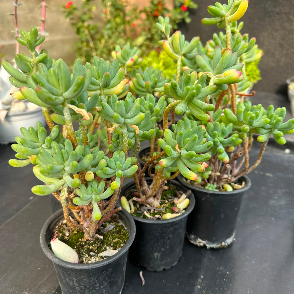 Sedum Rubrotinctium M 9