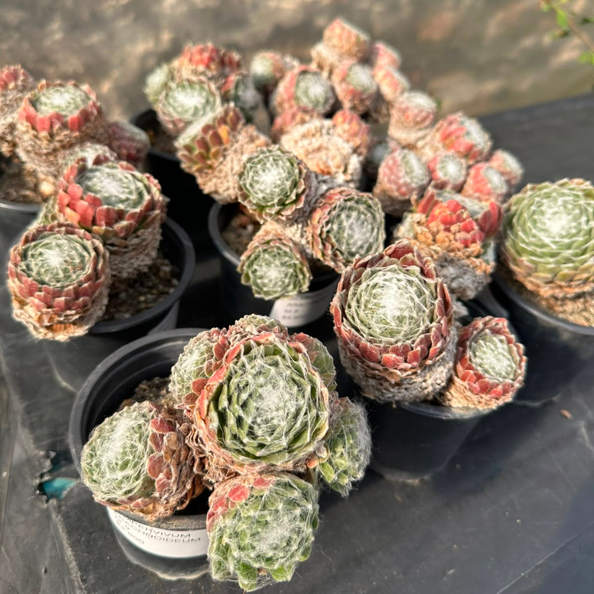 Sempervivum Arachnoideum M 9
