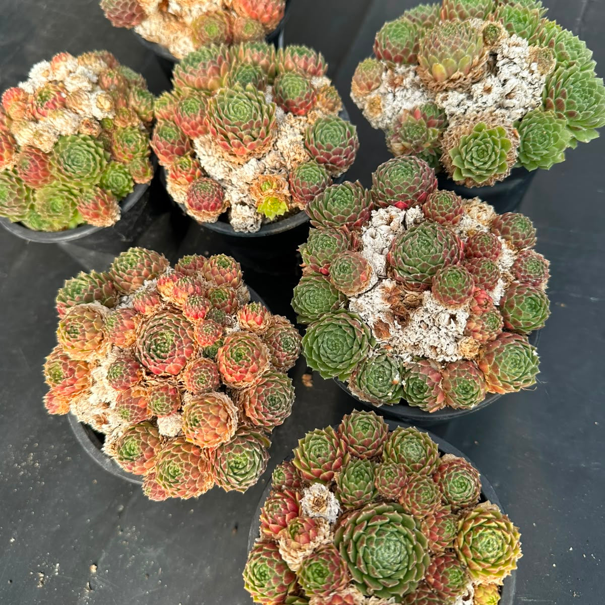 Sempervivum Minutum M 9