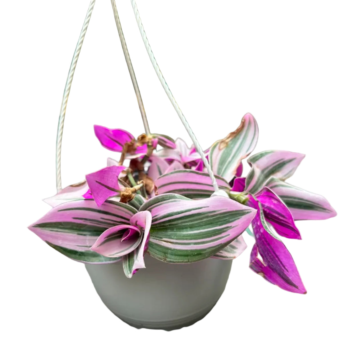 Tradescantia Rosada Colgante