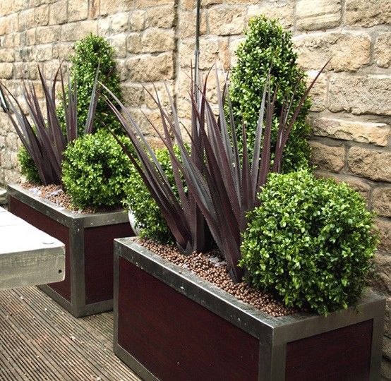Plantas de Exterior