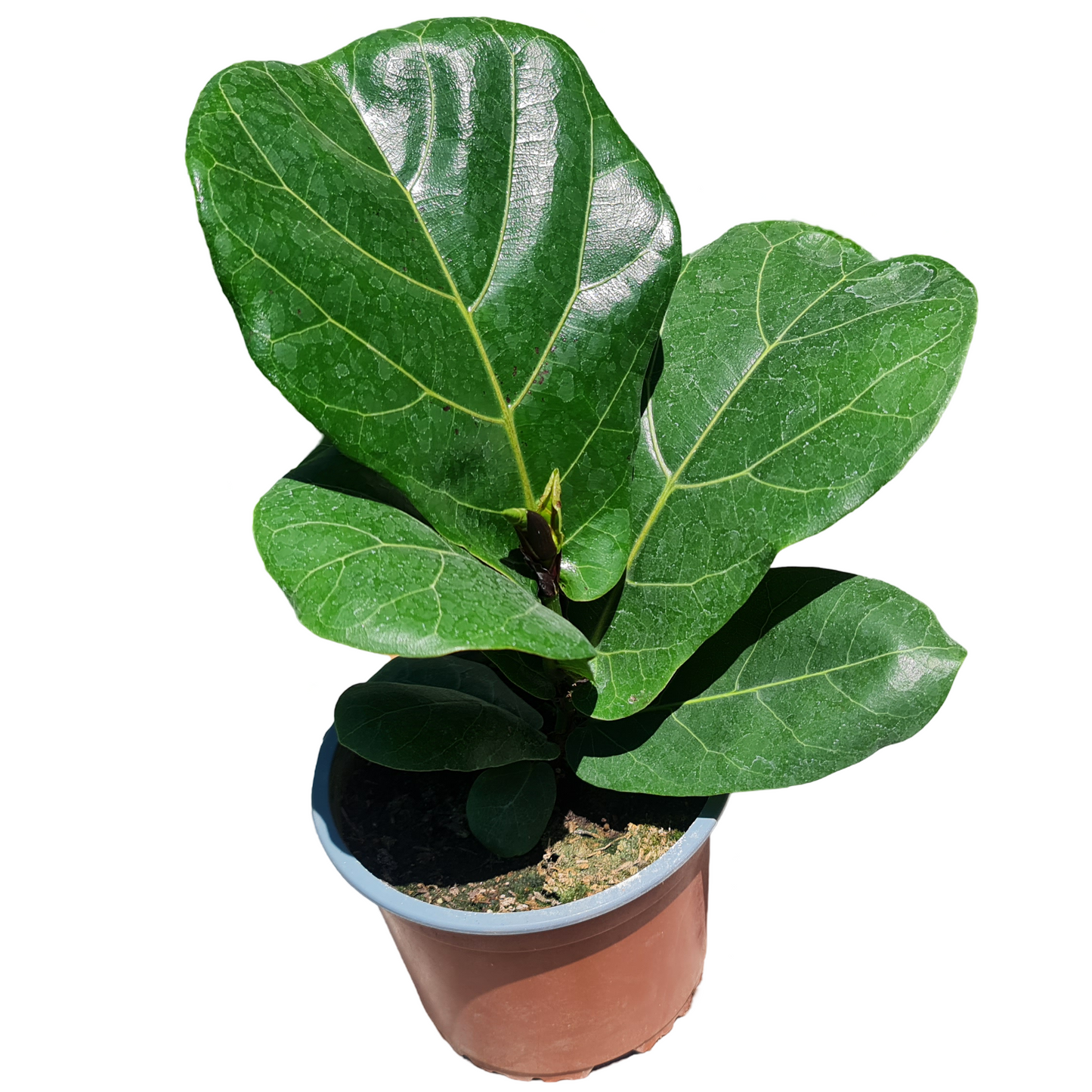 Ficus Lyrata MC 15