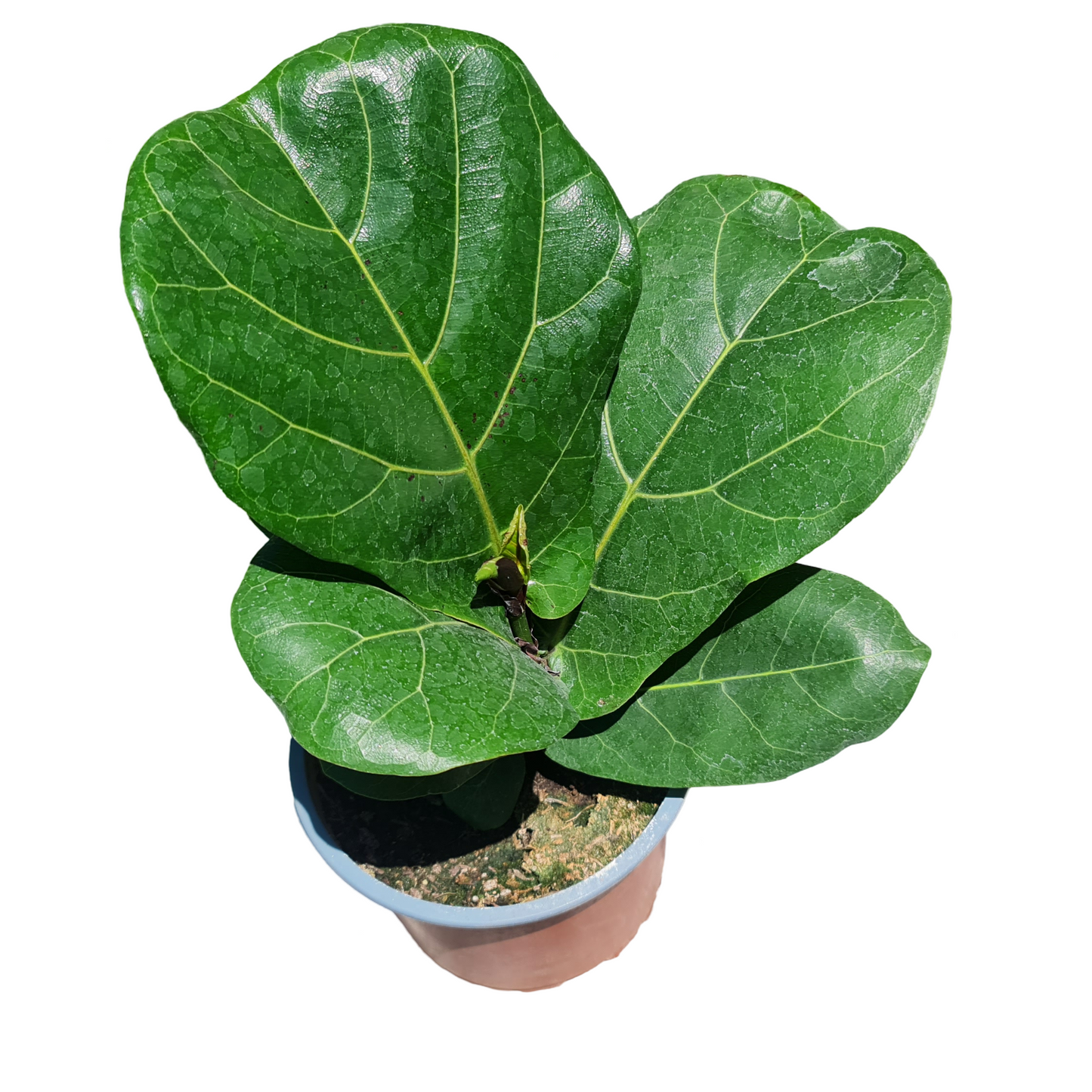 Ficus Lyrata MC 15