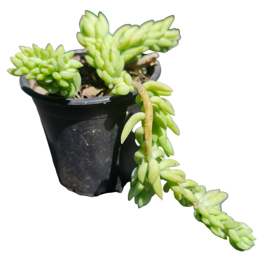 Sedum morganianum MC10