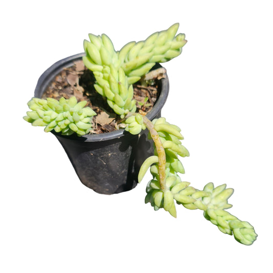 Sedum morganianum MC10