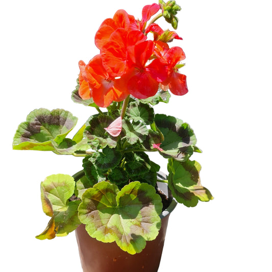 Cardenal  color rojo MC14