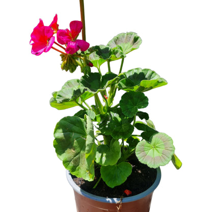 Cardenal color violeta MC14