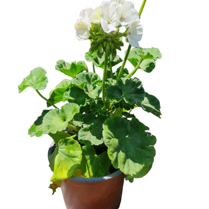 Cardenal color blanco MC14