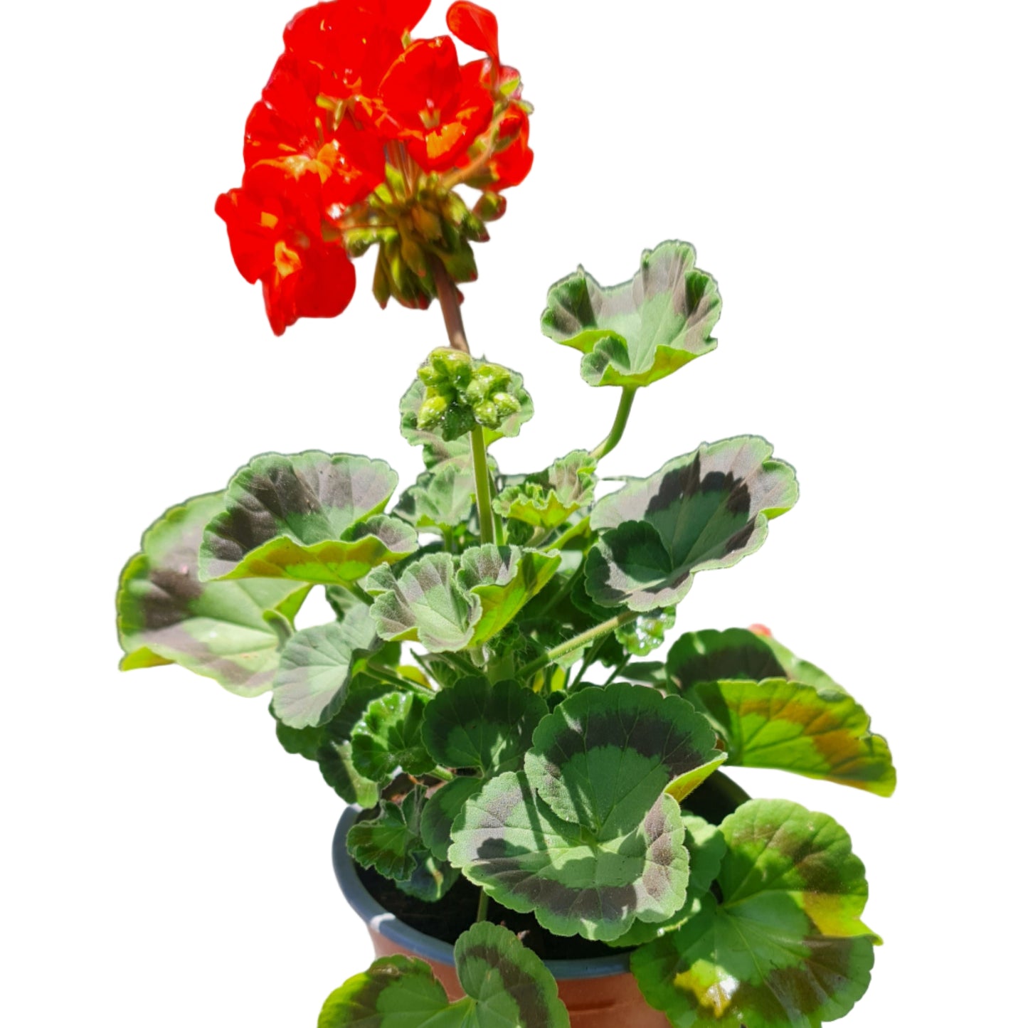 Cardenal color damasco MC14