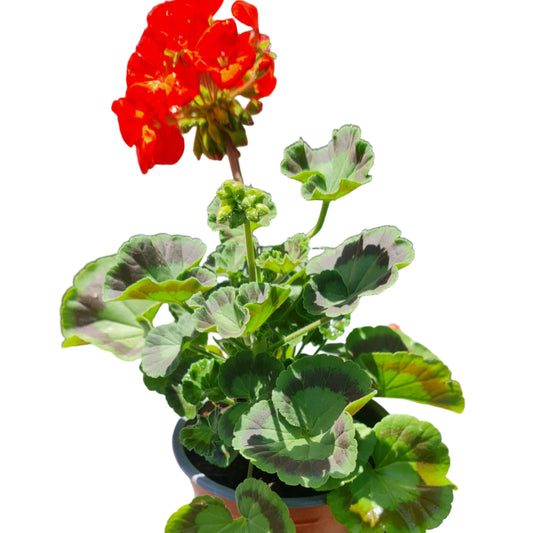 Cardenal color damasco MC14