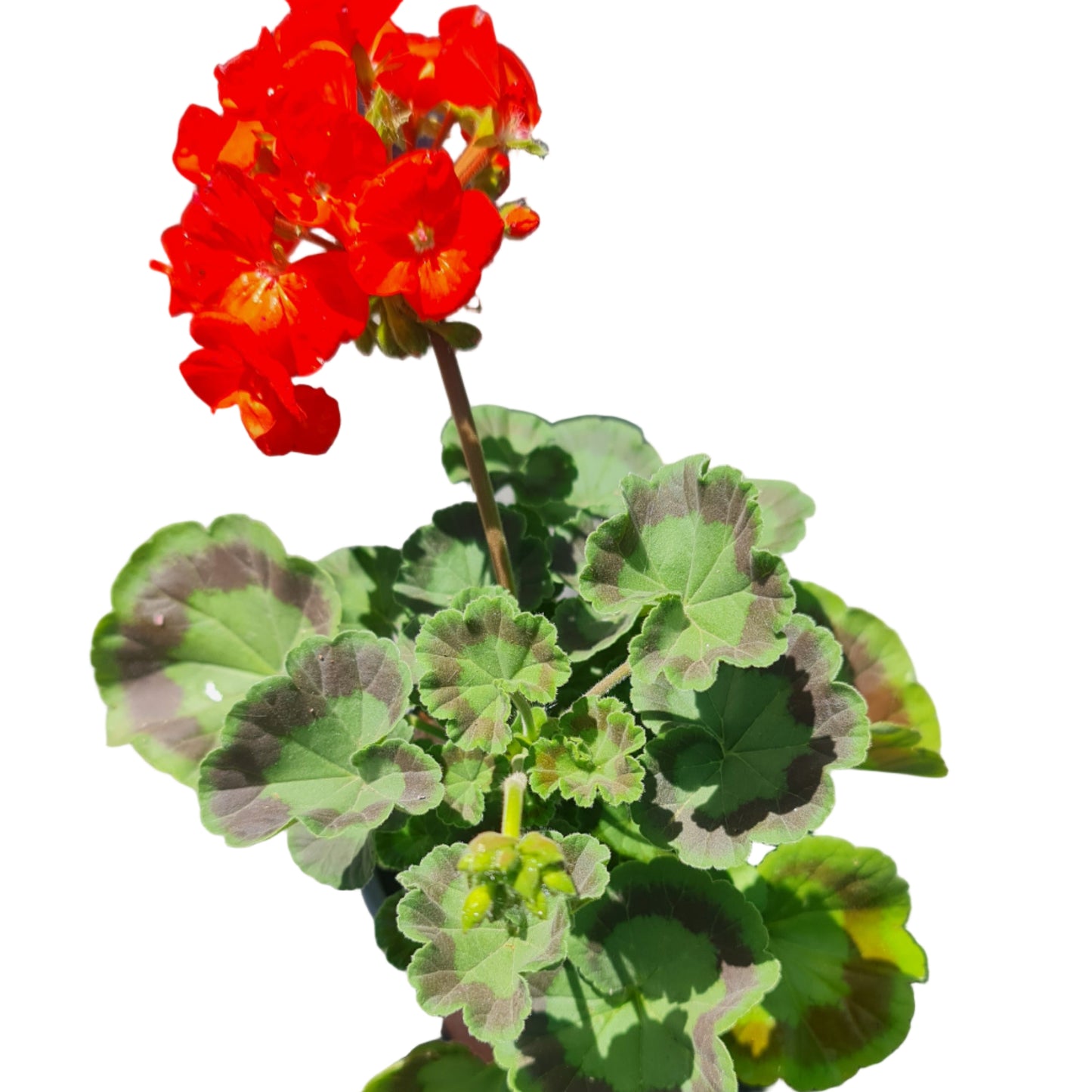 Cardenal color damasco MC14