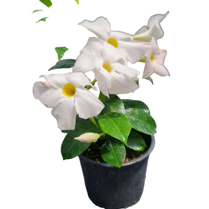 Diplademia color blanco MC14