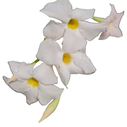 Diplademia color blanco MC14