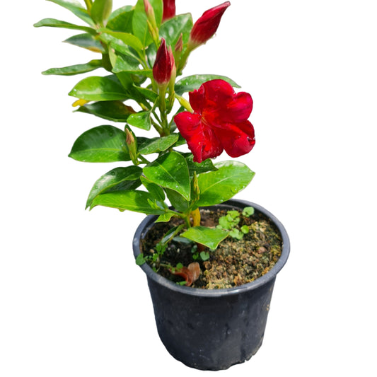 Diplademia color rojo MC14