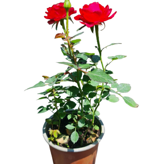 Rosa mini color rojo MC13