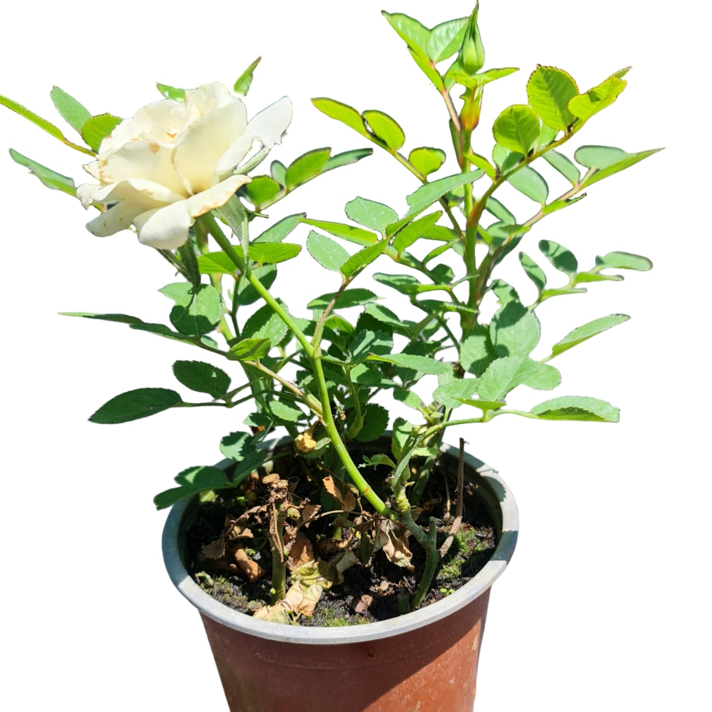 MinI rosa color blanco MC14