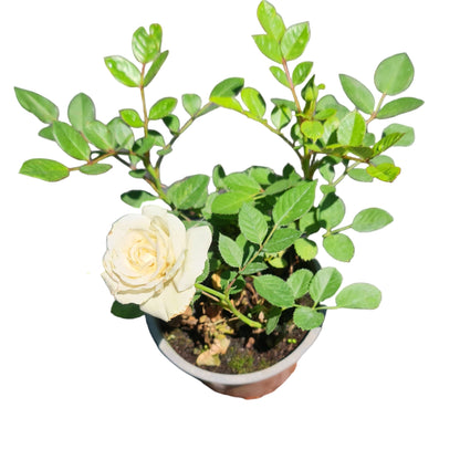 MinI rosa color blanco MC14