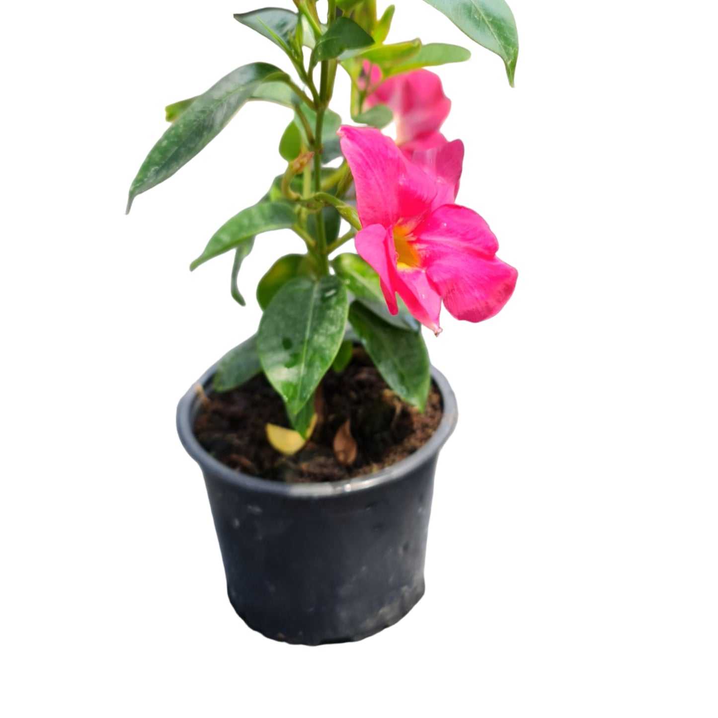 Diplademia color rosado