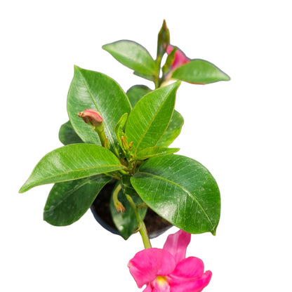 Diplademia color rosado