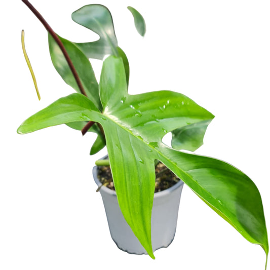 Filodrendo florida MC15