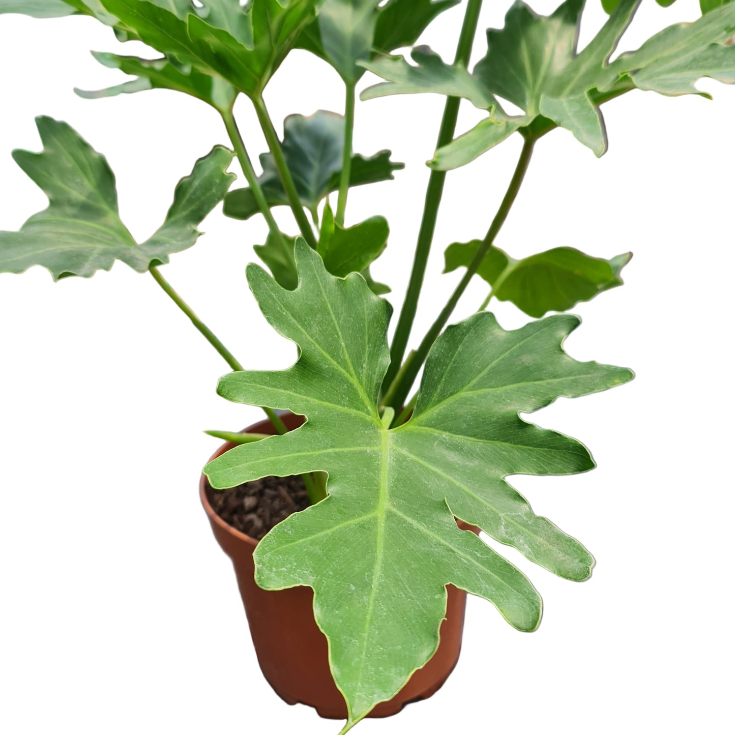 Filodendro paraguayo MC21