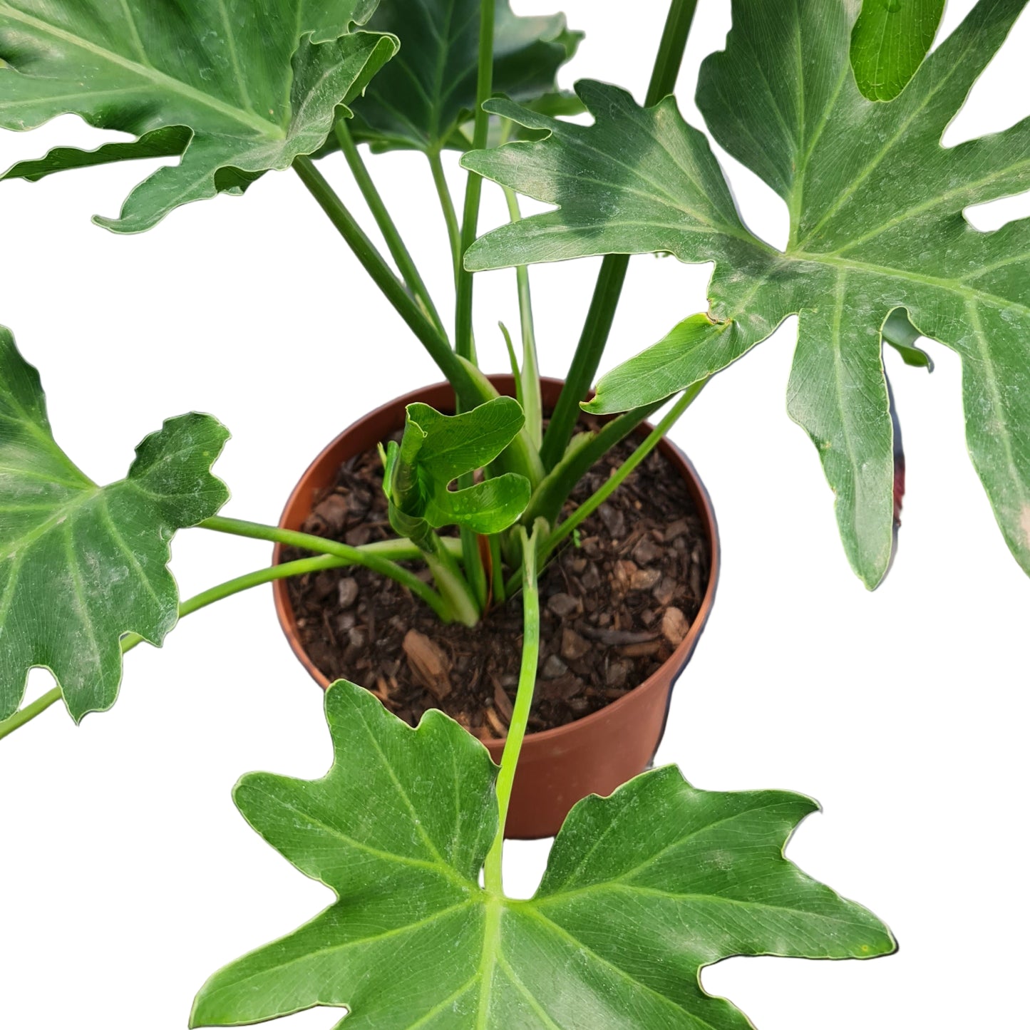 Filodendro paraguayo MC21