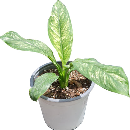 Spatifilium variegado MC15