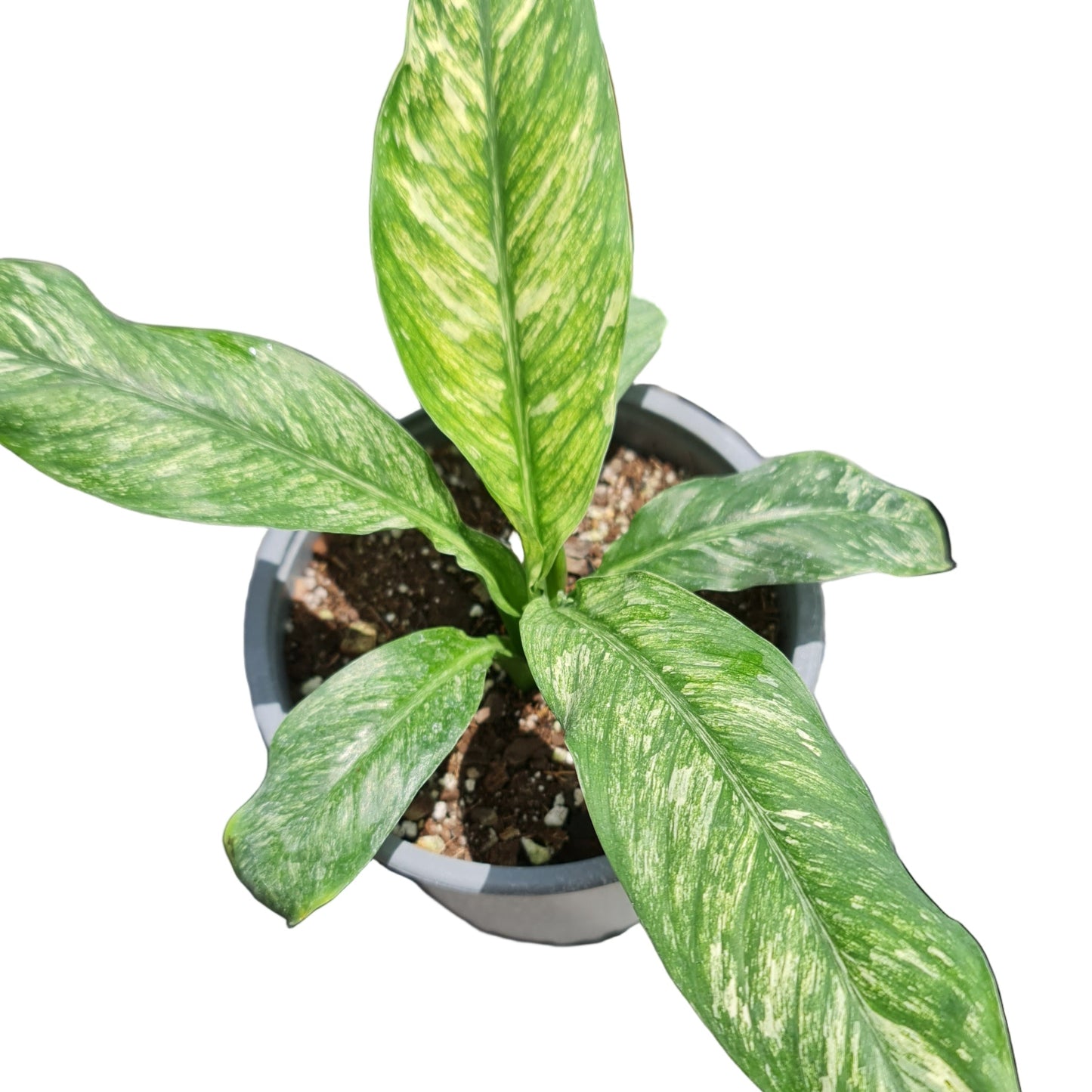 Spatifilium variegado MC15