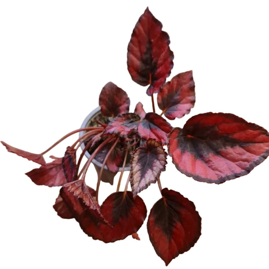 Begonia Rex Kiss M10