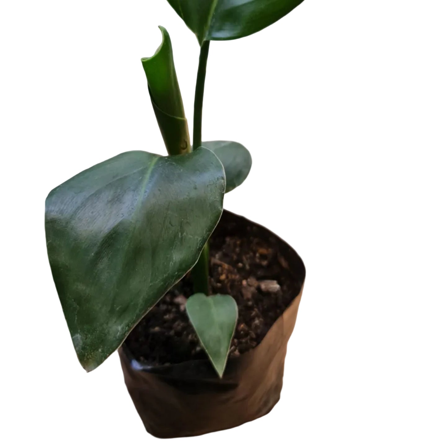 Strelitzia Nicolai