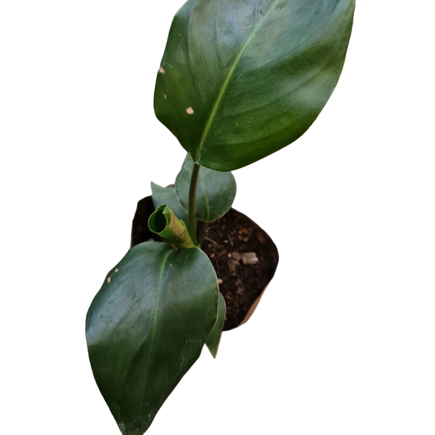 Strelitzia Nicolai
