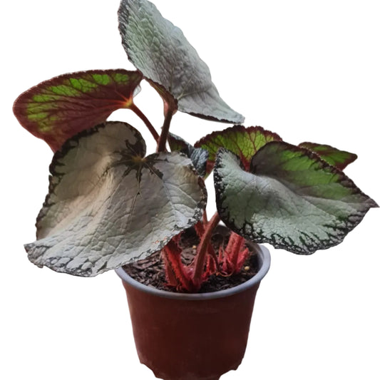 Begonia Rex M15