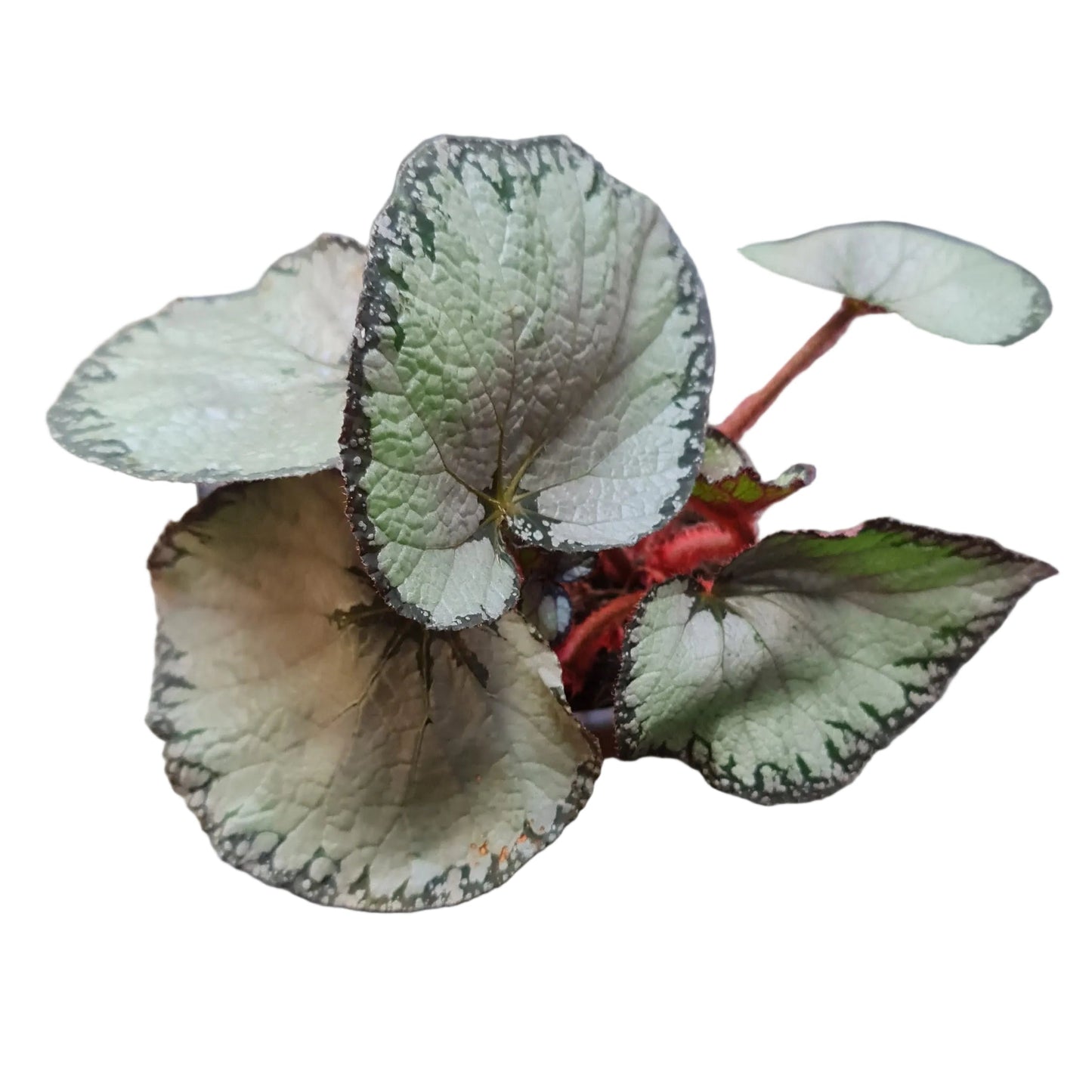 Begonia Rex M15