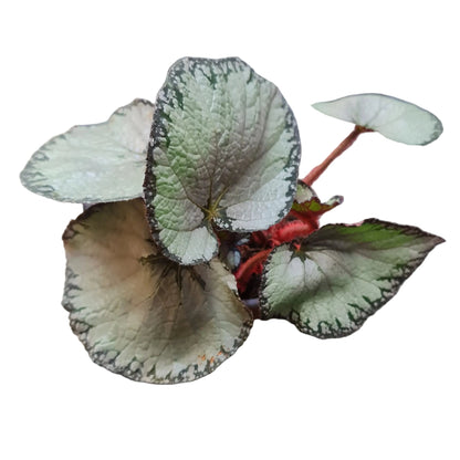 Begonia Rex M15
