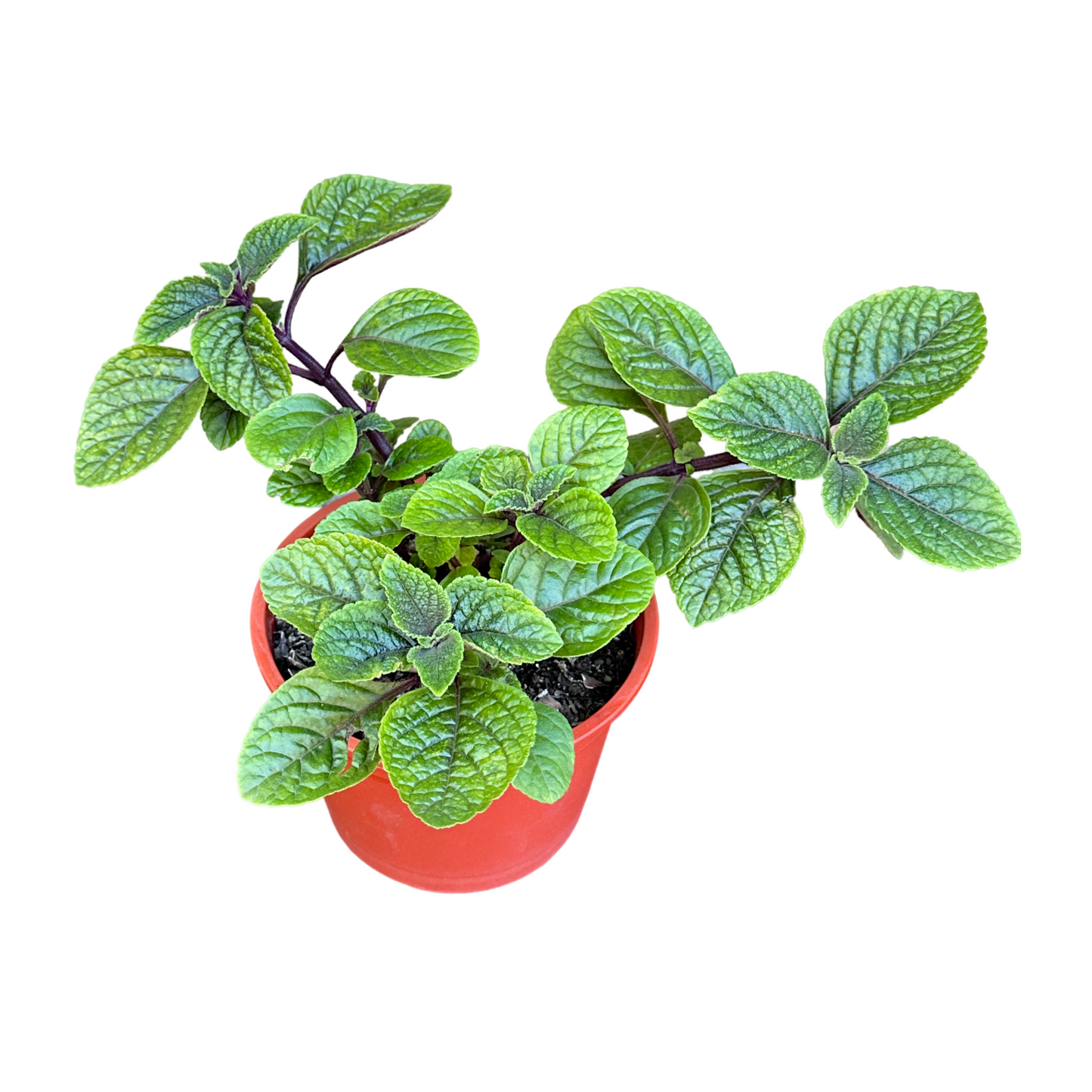 Dolar negro Macetero N° 19