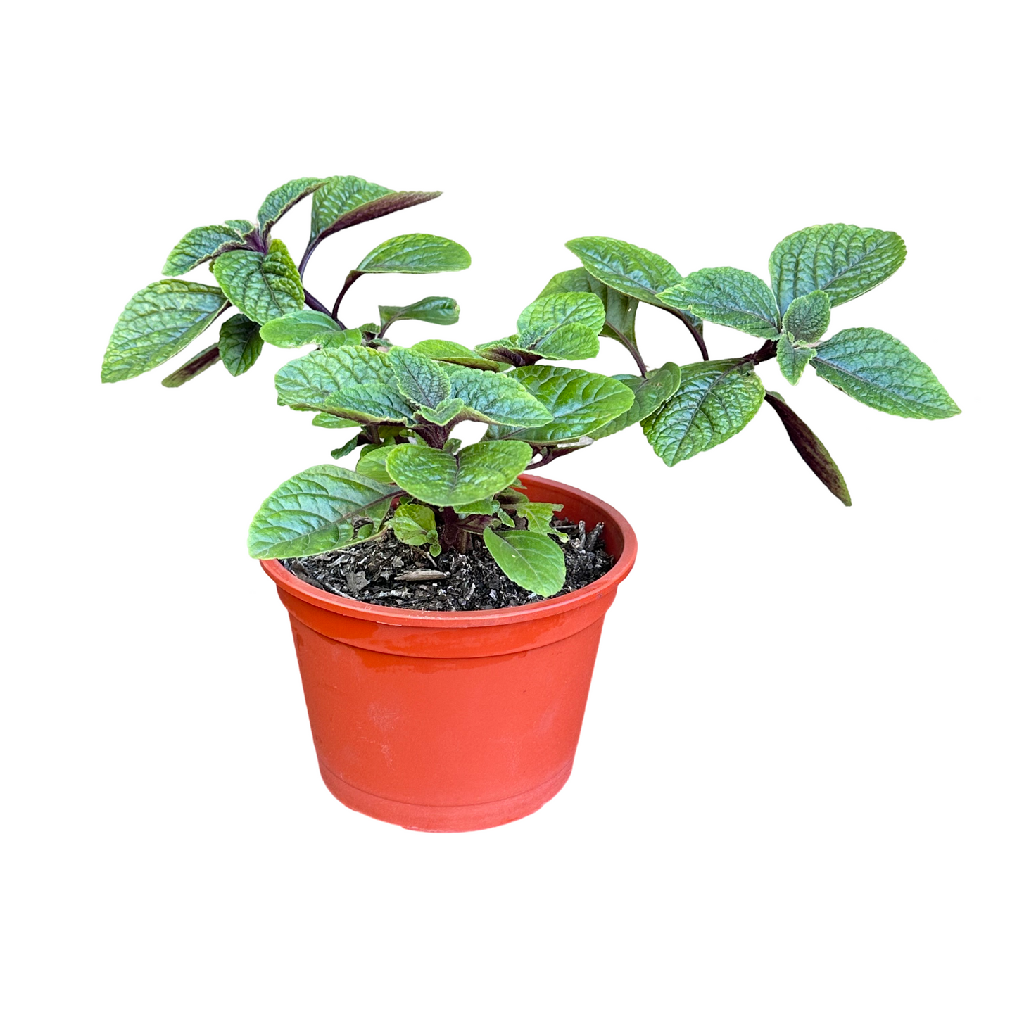 Dolar negro Macetero N° 19