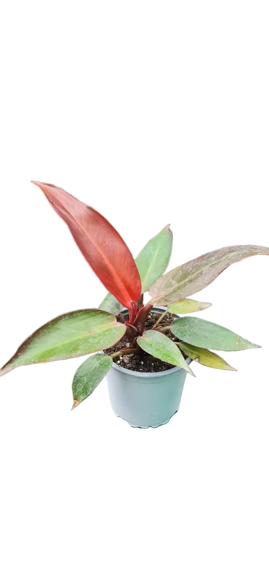 Philodendron Prince Of Orange - M15