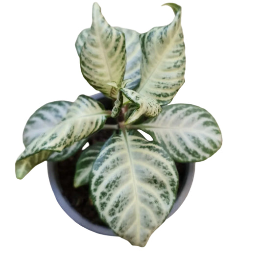 Aphelandra White Wash M13