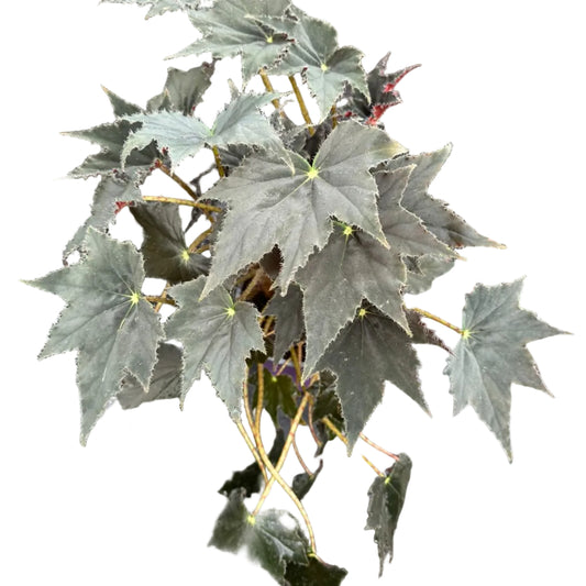 Begonia Cleopatra M17