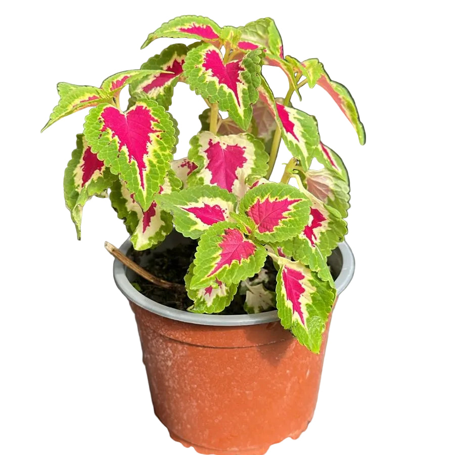 Coleus fucsia M15