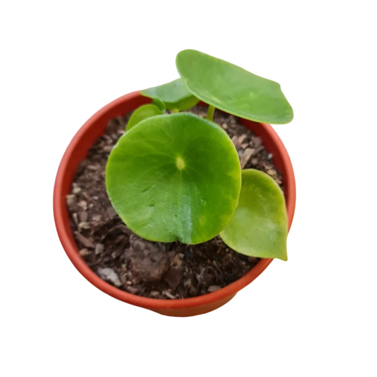 Cucharita Macetero N15