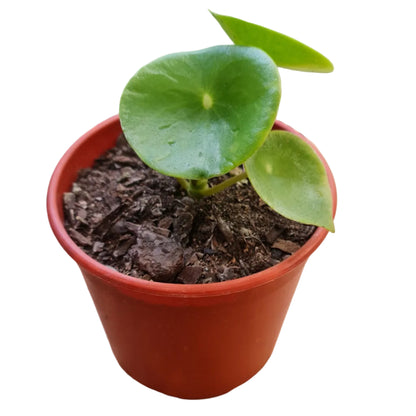 Cucharita Macetero N15