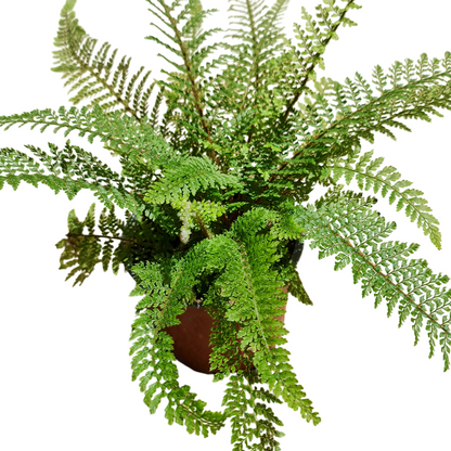 Helecho  Polystichum Macetero N°13