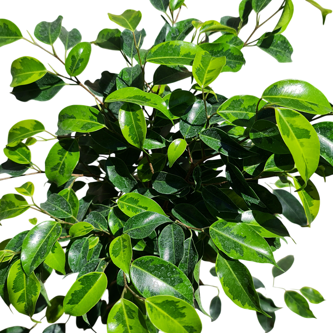 Ficcus Anastasia MC N°21