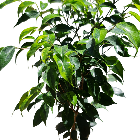 Ficcus Anastasia MC N°21