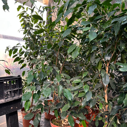Ficus Anastasia M 21