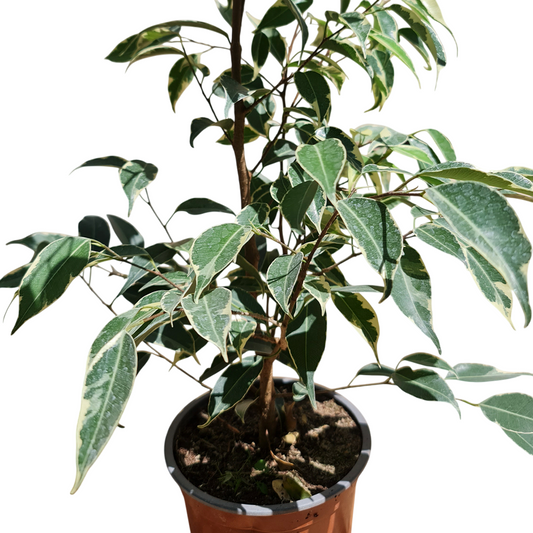 Ficcus samantha Macetero N°15