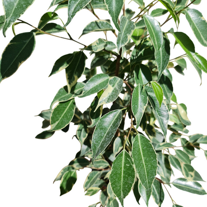 Ficcus samantha Macetero N°15