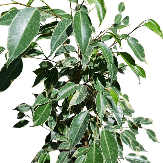 Ficcus samantha Macetero N°15