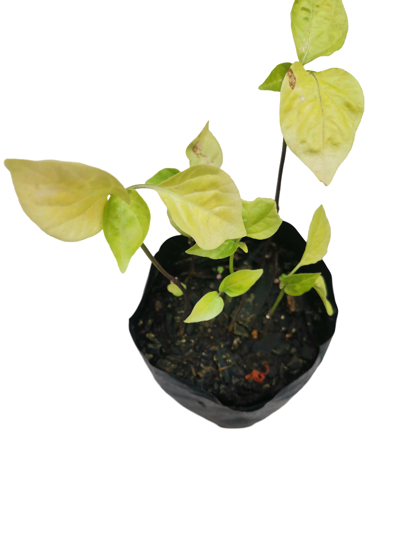 AJI VERDE